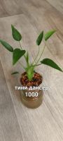 Лот: 24396646. Фото: 6. Алоказии разные