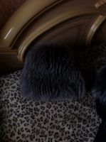 Лот: 6165673. Фото: 4. Кожаная дублёнка с чернобуркой... Красноярск