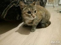 Лот: 10669238. Фото: 2. Кошка в добрые руки. Животные и уход