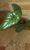 Лот: 6442777. Фото: 2. Alocasia /Corazon/. Комнатные растения и уход