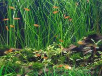 Лот: 14577025. Фото: 3. Ситняг (элеохарис) Гигантский... Растения и животные