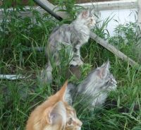 Лот: 2953306. Фото: 4. Элитная кошка МЕЙН КУН-от чемпионов... Красноярск