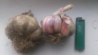 Лот: 16446326. Фото: 2. Чеснок озимый, очень крупный... Продукты