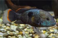 Лот: 10848379. Фото: 2. акара бирюзовая пара. Аквариумистика