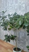Лот: 8371563. Фото: 2. Табернемонтана взрослая. Комнатные растения и уход