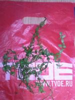 Лот: 3006252. Фото: 3. продам аквариумные растения. Растения и животные