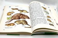Лот: 25412283. Фото: 14. 📗 А. Плешаков. От земли до неба...