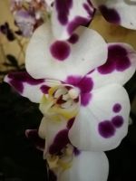 Лот: 18675911. Фото: 2. Орхидея фаленопсис "Polka Dots... Комнатные растения и уход