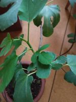 Лот: 25888464. Фото: 2. инжир с плодами. комнатный. самоплодный... Комнатные растения и уход