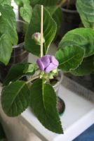 Лот: 4260948. Фото: 4. Глоксиния фиолетовая простая 2... Красноярск