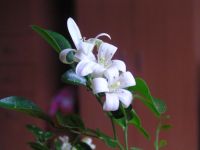 Лот: 3577099. Фото: 2. Муррайя. Комнатные растения и уход