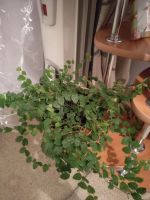 Лот: 18863578. Фото: 2. Фикус крохотный. Комнатные растения и уход