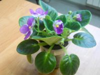 Лот: 7249386. Фото: 3. Фиалка valeska viol - цветет. Растения и животные