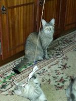 Лот: 3646701. Фото: 4. Котёночек. Метис египетской мау... Красноярск