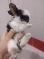 Лот: 17338582. Фото: 3. Декоративные крольчата малыши. Растения и животные