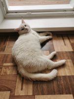 Лот: 23339513. Фото: 2. Потерялся белый кот. Животные и уход