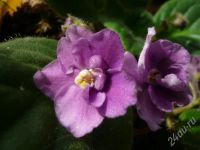 Лот: 554236. Фото: 2. Сенполия (узамбарская фиалка... Комнатные растения и уход
