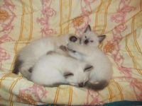 Лот: 5468705. Фото: 2. Продам сиамских котят. Животные и уход