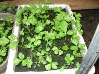 Лот: 5342133. Фото: 4. Сельдерей черешковый (рассада). Красноярск