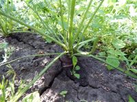 Лот: 2458131. Фото: 6. Фиолетовая морковь. Семена.