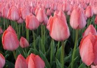 Лот: 15111903. Фото: 8. Тюльпаны оптом Иркутск сорт Pink...