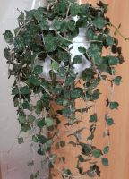 Лот: 18295423. Фото: 3. Хойя_Hoya curtisii. Растения и животные