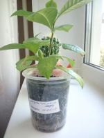 Лот: 9854598. Фото: 2. Гардения жасминовидная (появился... Комнатные растения и уход