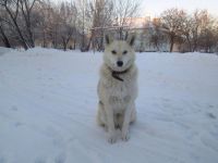 Лот: 6857042. Фото: 2. Собака компаньон в хорошие руки. Животные и уход