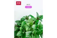 Лот: 23668953. Фото: 5. Ополаскиватель SPLAT Professional