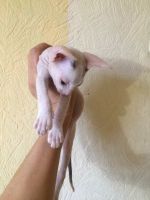 Лот: 12597084. Фото: 3. Котенок Мальчик Донского сфинкса. Растения и животные
