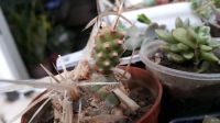 Лот: 12005467. Фото: 2. Кактус Tephrocactus articulatus... Комнатные растения и уход