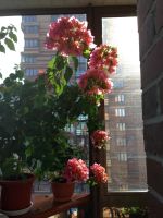 Лот: 7728633. Фото: 5. Сортовая бугенвиллея,бугенвиллия...