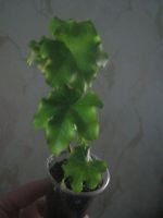 Лот: 5354428. Фото: 2. Плющ(хедера). Комнатные растения и уход