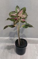 Лот: 19667432. Фото: 2. Колеус/крапивка. Комнатные растения и уход