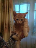 Лот: 12659858. Фото: 3. Рыжий котёнок (пацан) HELP!!!. Растения и животные