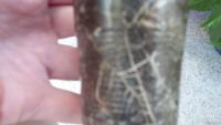 Лот: 2789911. Фото: 5. Олеандр