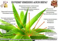 Лот: 15985072. Фото: 3. Алоэ вера 1. Красота и здоровье