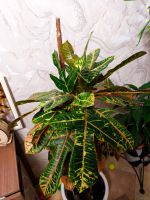 Лот: 25784022. Фото: 2. Кротон 140см живое растение. Комнатные растения и уход