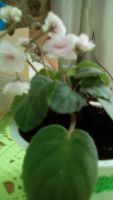 Лот: 7572101. Фото: 5. Сортовая мини фиалка Робс ванилла