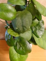 Лот: 18267698. Фото: 2. Хойя__Hoya Ricardo=(H.Joy*H.deykeae... Комнатные растения и уход