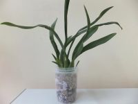 Лот: 3180450. Фото: 4. Орхидея. Красноярск