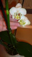 Лот: 5300931. Фото: 6. Орхидея фаленопсис F21(отцветает...