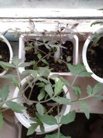 Лот: 16072820. Фото: 2. Рассада томата "Монгольский карлик... Семена, рассада, садовые растения