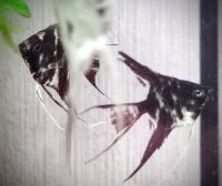 Лот: 25678831. Фото: 3. Скалярия Вуаль Мраморная красивые... Растения и животные