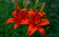 Лот: 25273447. Фото: 6. Сортовые лилии луковицы, предзаказ
