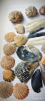 Лот: 25794210. Фото: 3. Ракушки разные . Набор. Сувениры, подарки