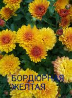 Лот: 8878069. Фото: 5. Бордюрная желтая мультифлора