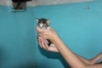 Лот: 9418177. Фото: 3. Котята. Растения и животные