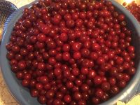 Лот: 11848876. Фото: 3. Вишня - Черешня. Красноярск