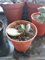 Лот: 13915178. Фото: 2. Адромискус. Комнатные растения и уход